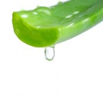 Aloe vera isolated on white