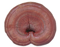 reishi